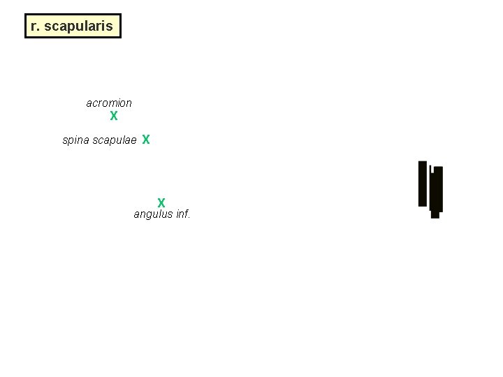 r. scapularis acromion X spina scapulae X X angulus inf. 