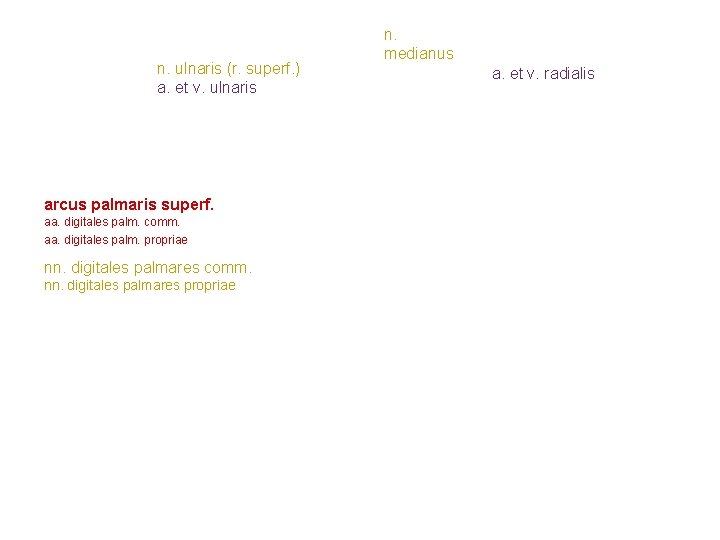 n. ulnaris (r. superf. ) a. et v. ulnaris arcus palmaris superf. aa. digitales