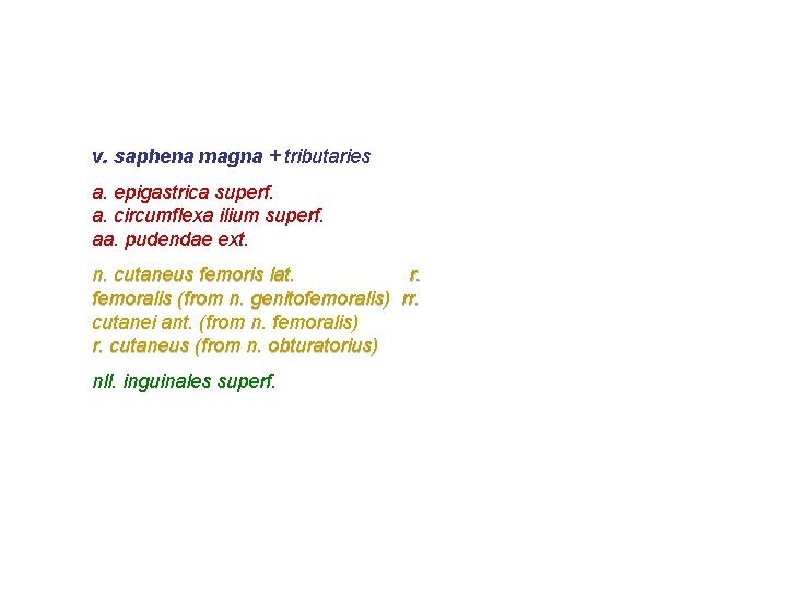 v. saphena magna + tributaries a. epigastrica superf. a. circumflexa ilium superf. aa. pudendae