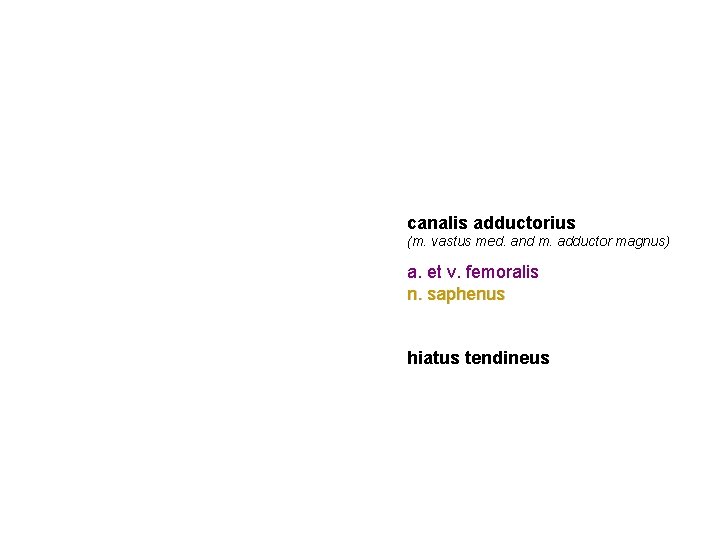 canalis adductorius (m. vastus med. and m. adductor magnus) a. et v. femoralis n.