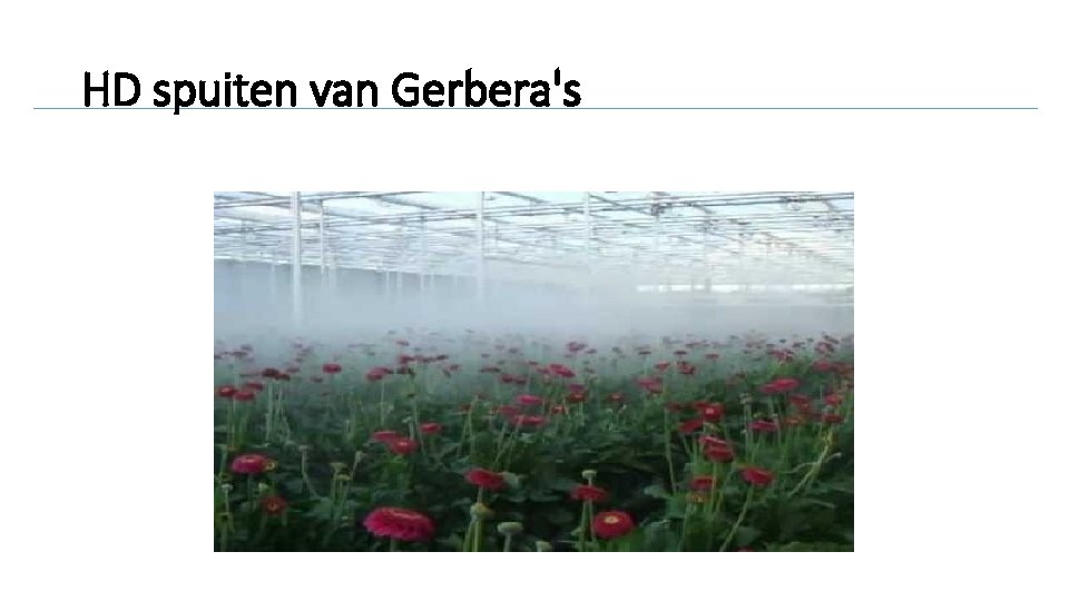 HD spuiten van Gerbera's 