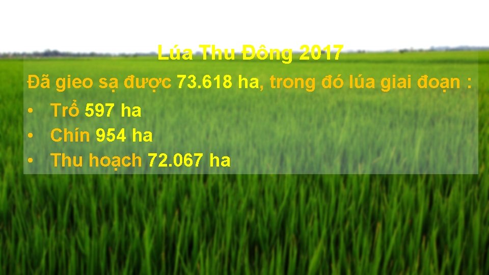 Lúa Thu Đông 2017 Đã gieo sạ được 73. 618 ha, trong đó lúa