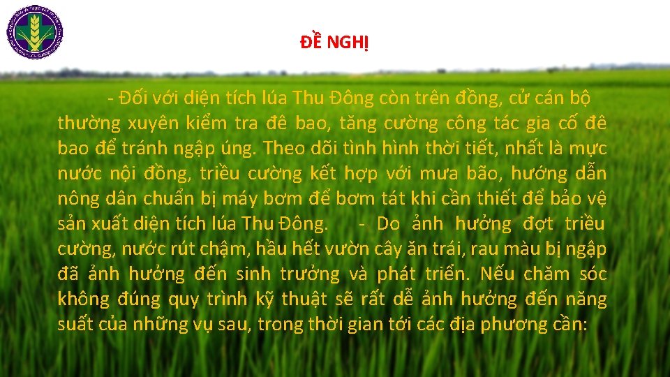 ĐỀ NGHỊ - Đối với diện tích lúa Thu Đông còn trên đồng, cử