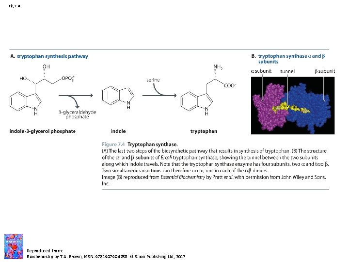 Fig 7. 4 Reproduced from: Biochemistry by T. A. Brown, ISBN: 9781907904288 © Scion