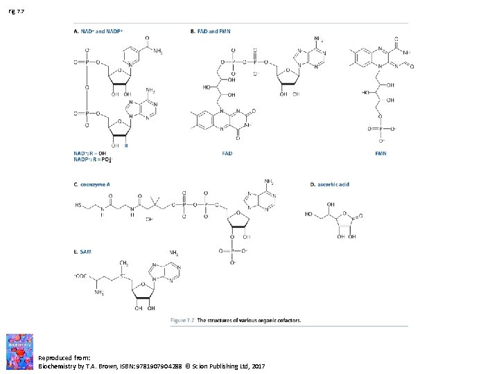 Fig 7. 7 Reproduced from: Biochemistry by T. A. Brown, ISBN: 9781907904288 © Scion