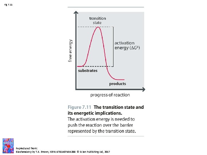 Fig 7. 11 Reproduced from: Biochemistry by T. A. Brown, ISBN: 9781907904288 © Scion