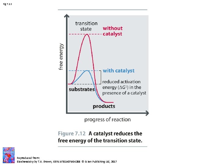Fig 7. 12 Reproduced from: Biochemistry by T. A. Brown, ISBN: 9781907904288 © Scion