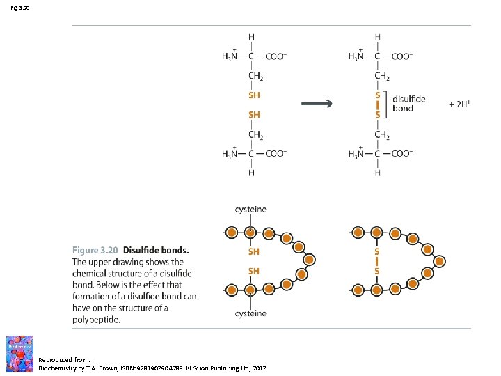 Fig 3. 20 Reproduced from: Biochemistry by T. A. Brown, ISBN: 9781907904288 © Scion