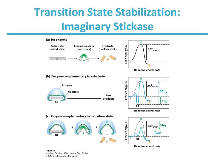 Transition State Stabilization: Imaginary Stickase 