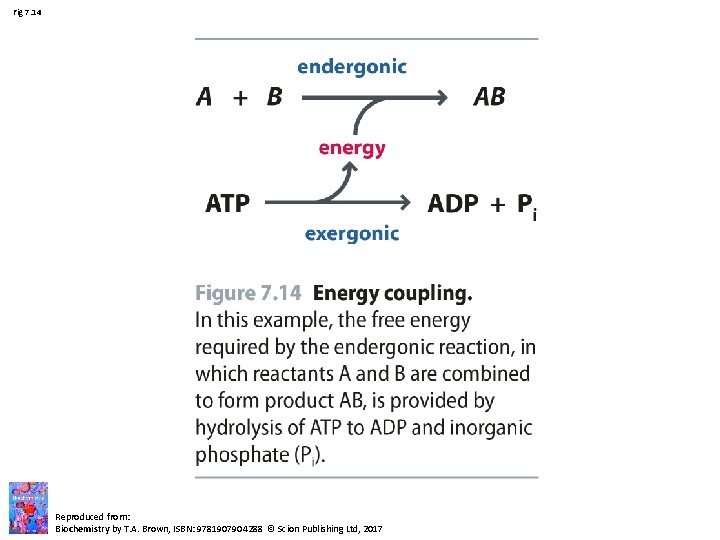 Fig 7. 14 Reproduced from: Biochemistry by T. A. Brown, ISBN: 9781907904288 © Scion