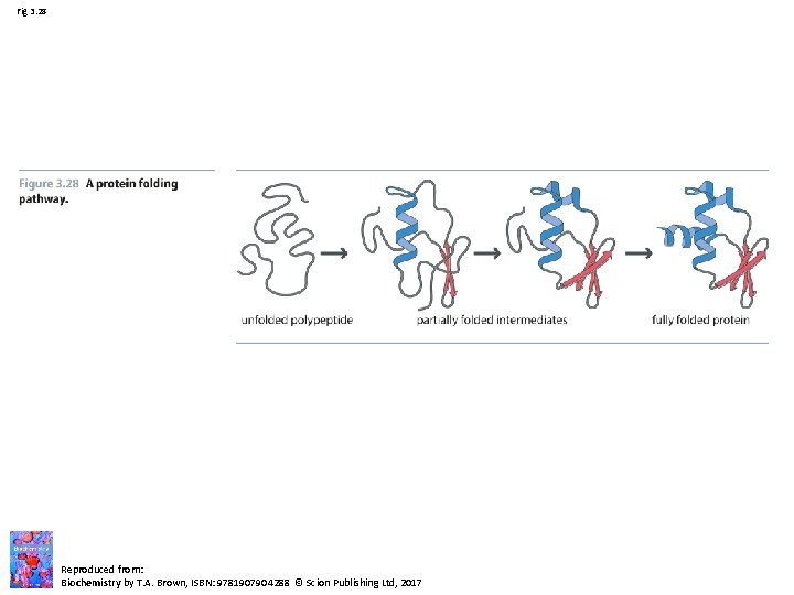 Fig 3. 28 Reproduced from: Biochemistry by T. A. Brown, ISBN: 9781907904288 © Scion