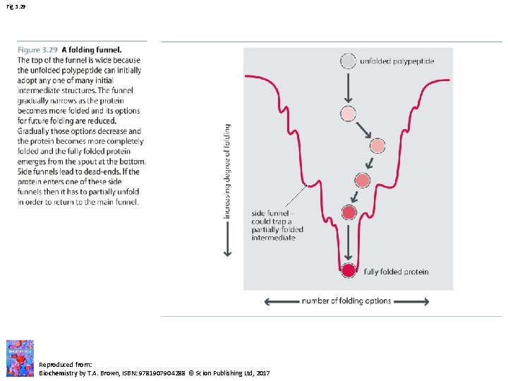Fig 3. 29 Reproduced from: Biochemistry by T. A. Brown, ISBN: 9781907904288 © Scion