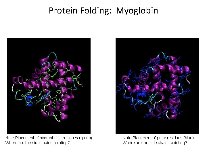 Protein Folding: Myoglobin Note Placement of hydrophobic residues (green) Where are the side chains