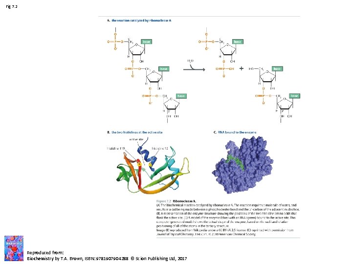 Fig 7. 2 Reproduced from: Biochemistry by T. A. Brown, ISBN: 9781907904288 © Scion
