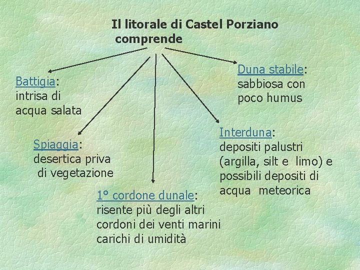 Il litorale di Castel Porziano comprende Duna stabile: sabbiosa con poco humus Battigia: intrisa