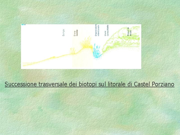 Successione trasversale dei biotopi sul litorale di Castel Porziano 