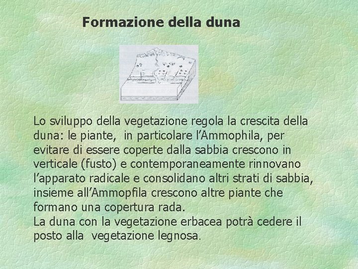 Formazione della duna Lo sviluppo della vegetazione regola la crescita della duna: le piante,