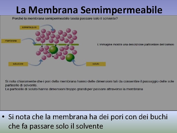 La Membrana Semimpermeabile • Si nota che la membrana ha dei pori con dei