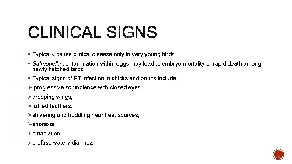 § Typically cause clinical disease only in very young birds § Salmonella contamination within