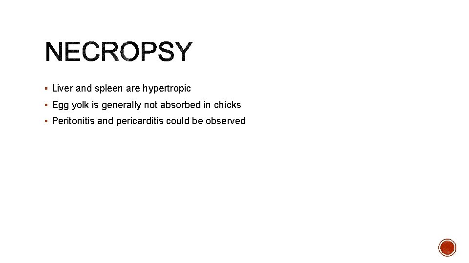 § Liver and spleen are hypertropic § Egg yolk is generally not absorbed in