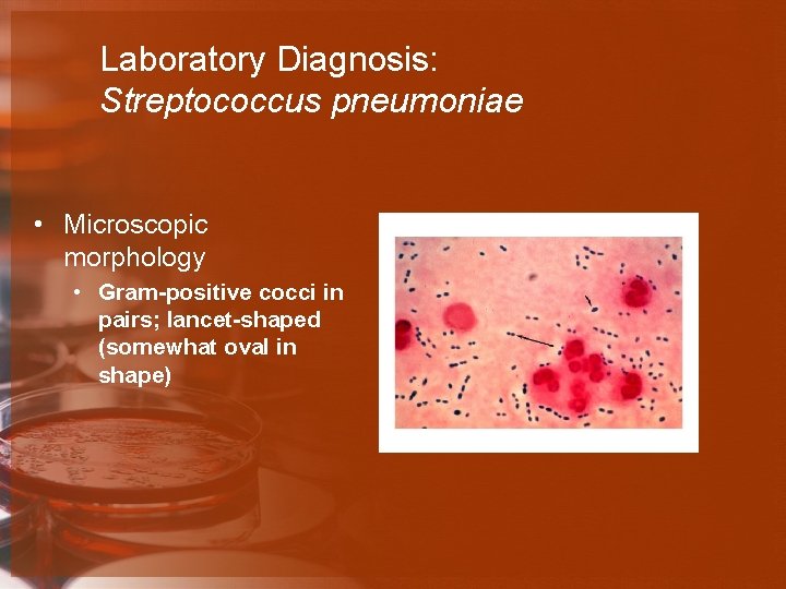 Laboratory Diagnosis: Streptococcus pneumoniae • Microscopic morphology • Gram-positive cocci in pairs; lancet-shaped (somewhat