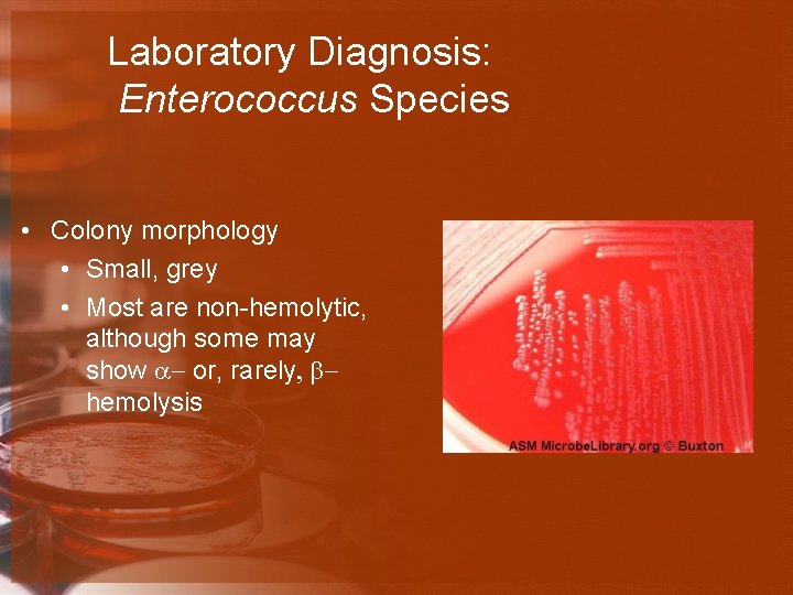 Laboratory Diagnosis: Enterococcus Species • Colony morphology • Small, grey • Most are non-hemolytic,