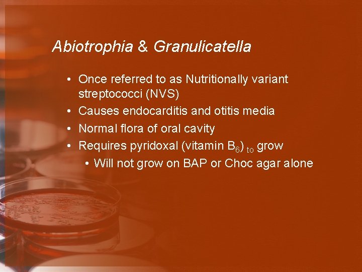 Abiotrophia & Granulicatella • Once referred to as Nutritionally variant streptococci (NVS) • Causes