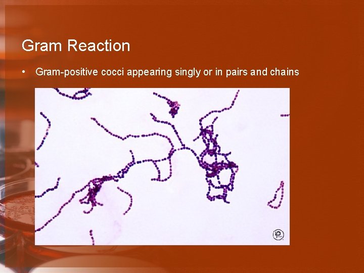 Gram Reaction • Gram-positive cocci appearing singly or in pairs and chains 