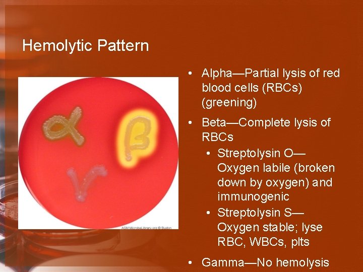 Hemolytic Pattern • Alpha—Partial lysis of red blood cells (RBCs) (greening) • Beta—Complete lysis