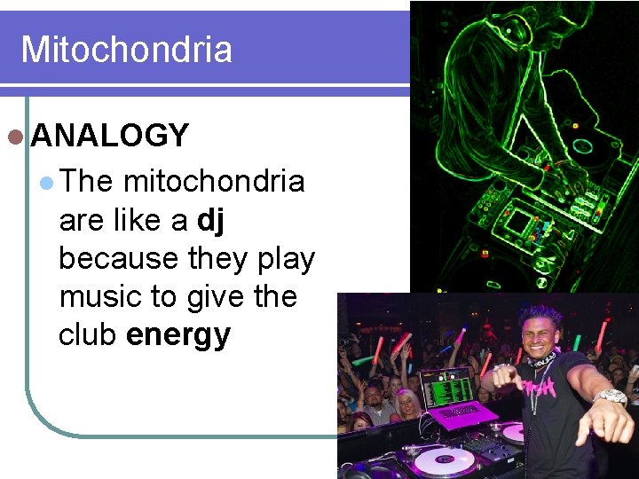 Mitochondria l ANALOGY l The mitochondria are like a dj because they play music