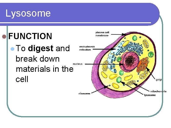 Lysosome l FUNCTION l To digest and break down materials in the cell 