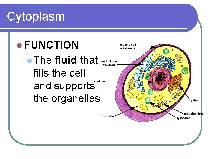 Cytoplasm l FUNCTION l The fluid that fills the cell and supports the organelles