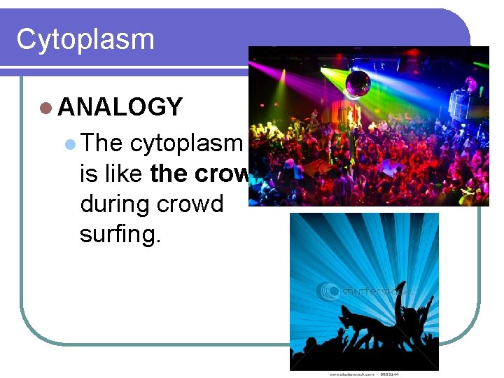 Cytoplasm l ANALOGY l The cytoplasm is like the crowd during crowd surfing. 