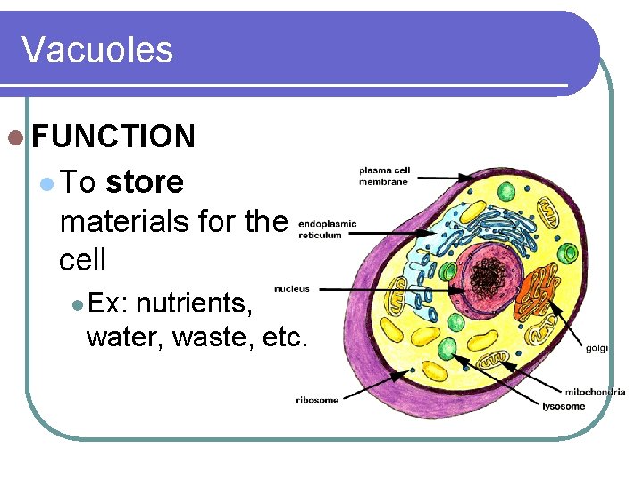 Vacuoles l FUNCTION l To store materials for the cell l Ex: nutrients, water,