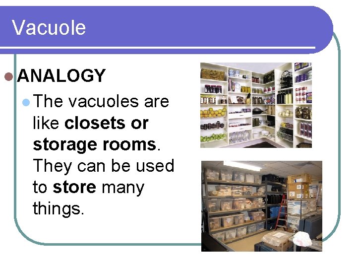 Vacuole l ANALOGY l The vacuoles are like closets or storage rooms. They can