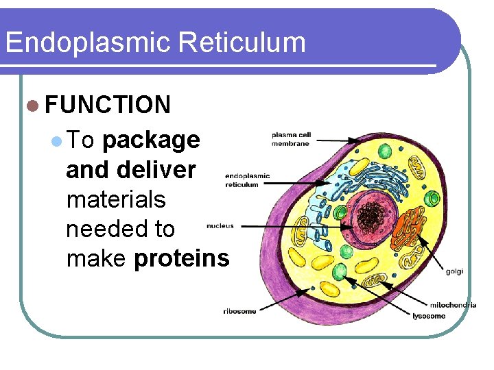 Endoplasmic Reticulum l FUNCTION l To package and deliver materials needed to make proteins