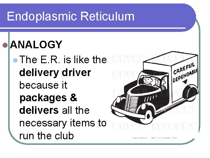 Endoplasmic Reticulum l ANALOGY l The E. R. is like the delivery driver because