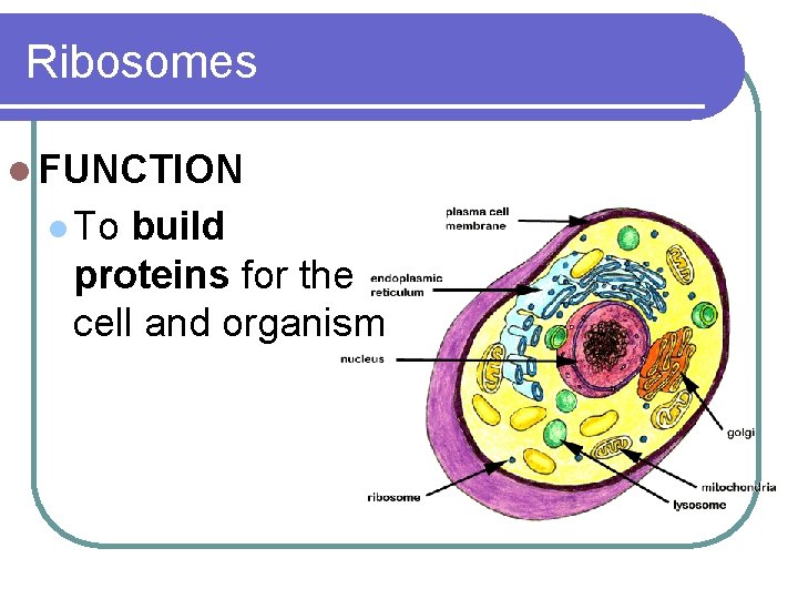 Ribosomes l FUNCTION l To build proteins for the cell and organism 