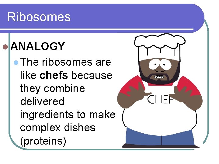 Ribosomes l ANALOGY l The ribosomes are like chefs because they combine delivered ingredients