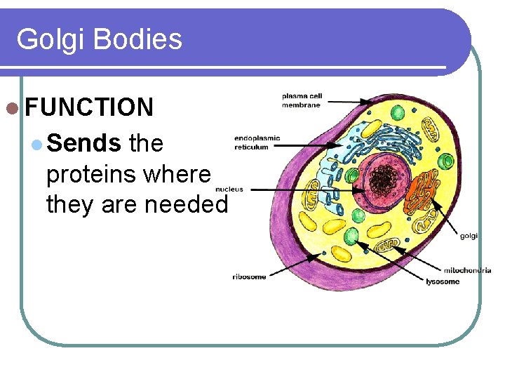 Golgi Bodies l FUNCTION l Sends the proteins where they are needed 