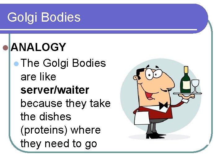 Golgi Bodies l ANALOGY l The Golgi Bodies are like server/waiter because they take