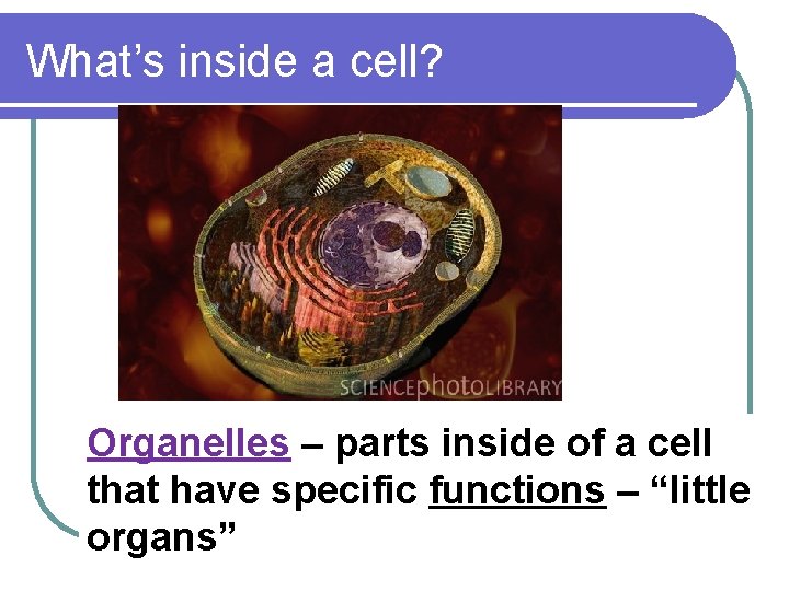What’s inside a cell? Organelles – parts inside of a cell that have specific