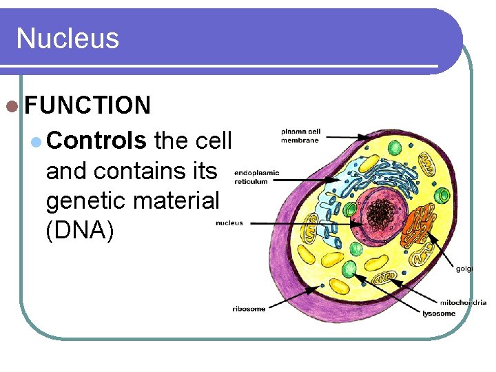 Nucleus l FUNCTION l Controls the cell and contains its genetic material (DNA) 