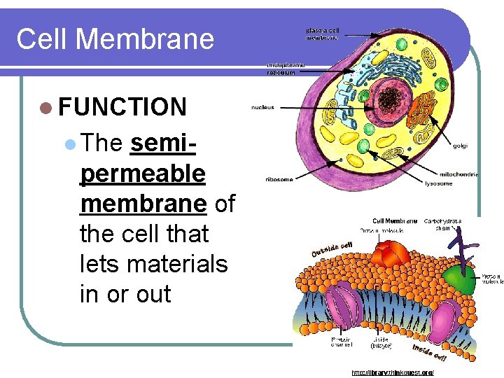 Cell Membrane l FUNCTION l The semipermeable membrane of the cell that lets materials