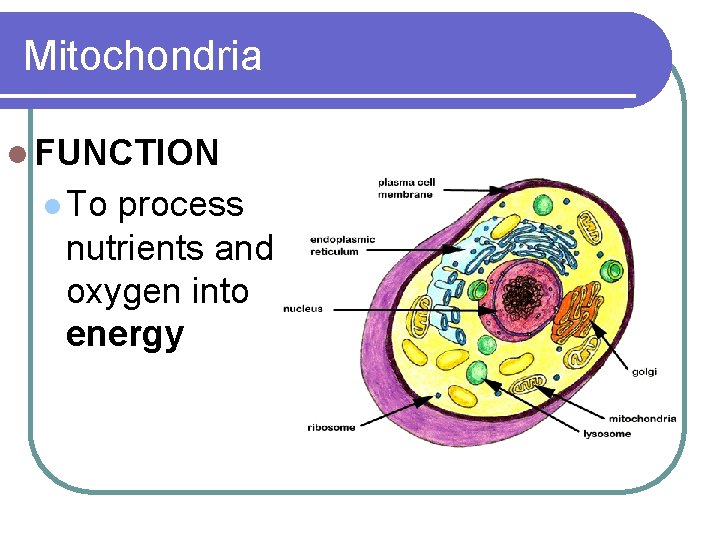 Mitochondria l FUNCTION l To process nutrients and oxygen into energy 