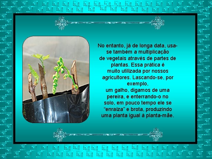 No entanto, já de longa data, usase também a multiplicação de vegetais através de
