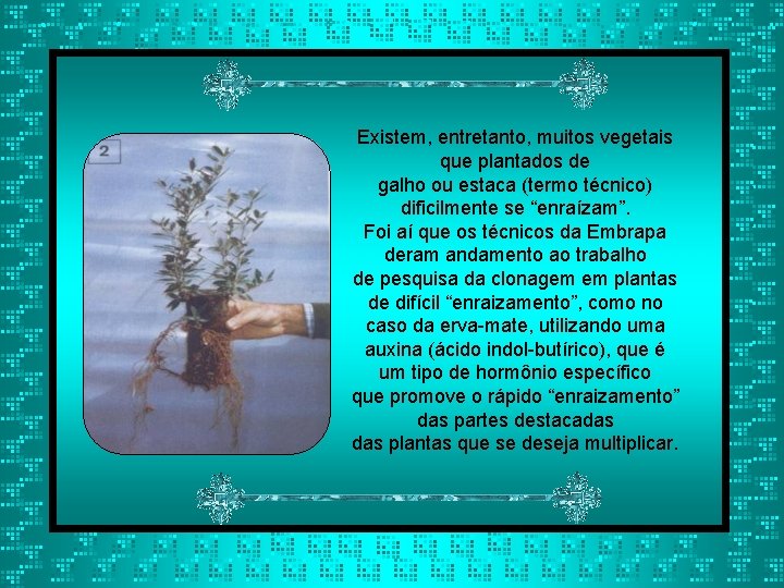 Existem, entretanto, muitos vegetais que plantados de galho ou estaca (termo técnico) dificilmente se