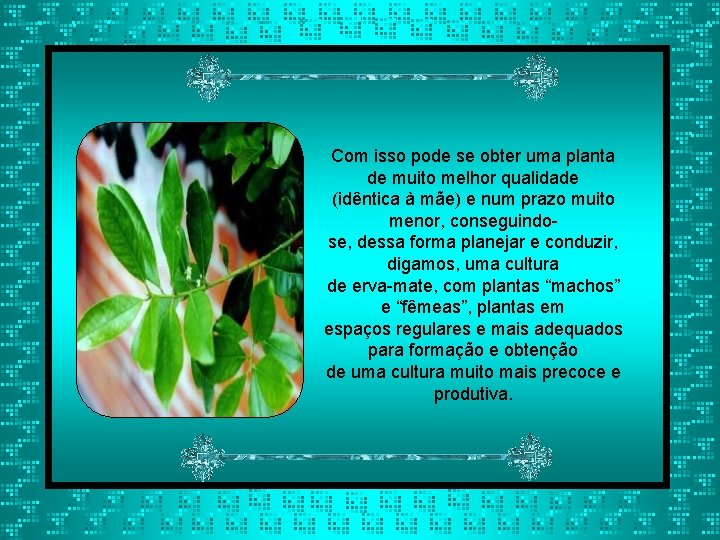 Com isso pode se obter uma planta de muito melhor qualidade (idêntica à mãe)