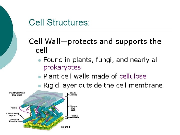 Cell Structures: Cell Wall—protects and supports the cell l Found in plants, fungi, and