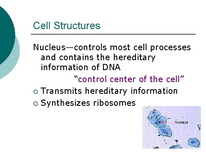 Cell Structures Nucleus—controls most cell processes and contains the hereditary information of DNA “control